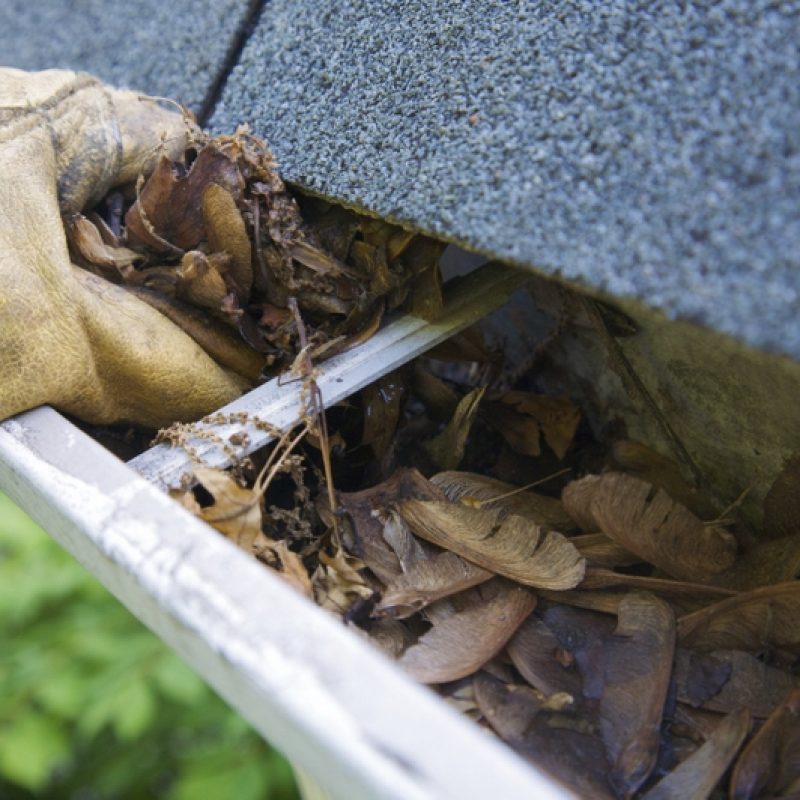 A fall tradition - cleaning the gutters of leaves. Here, we see them clogging the gutters of a traditional home. Could be used for advertising/clean up articles/etc. Narrow DOF